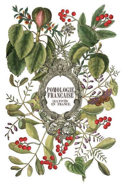 Clementine IOD Transfer 8x12 Pad™