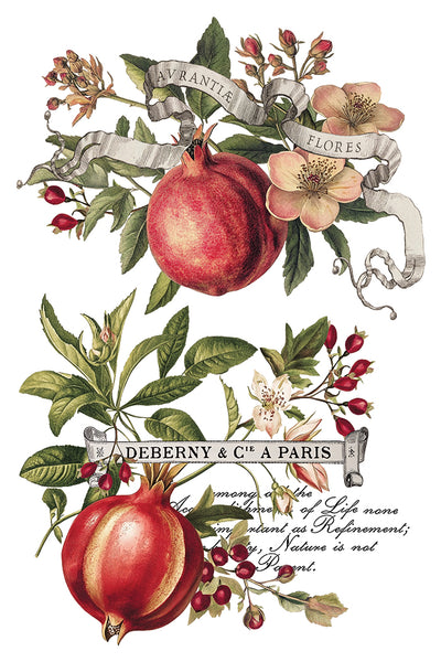 Clementine IOD Transfer 8x12 Pad™