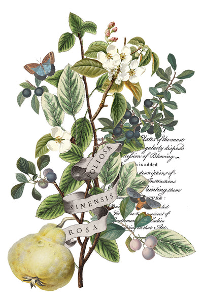 Clementine IOD Transfer 8x12 Pad™