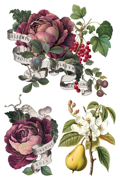 Clementine IOD Transfer 8x12 Pad™