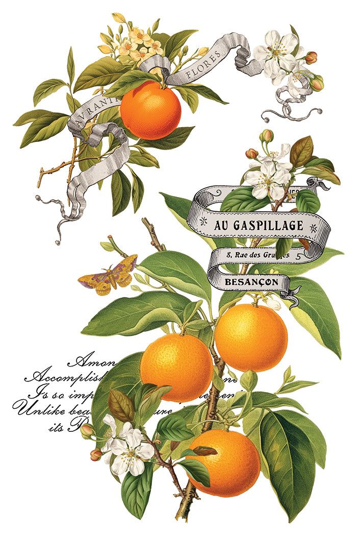 Clementine IOD Transfer 8x12 Pad™
