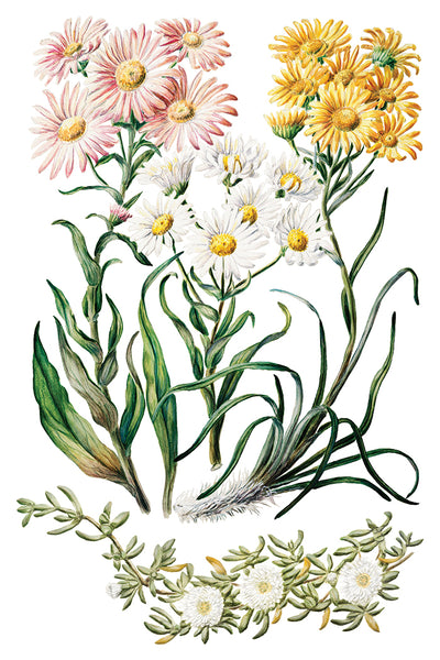 Sarah Featon’s Botanicals IOD Transfer 8x12 Pad™