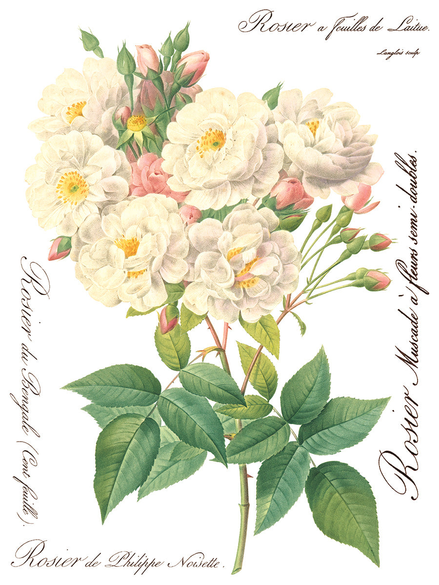 ROSE BOTANICAL IOD TRANSFER 12X16 PAD™