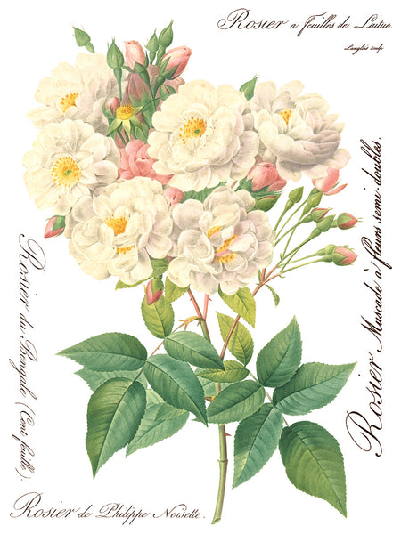 ROSE BOTANICAL IOD TRANSFER 12X16 PAD™