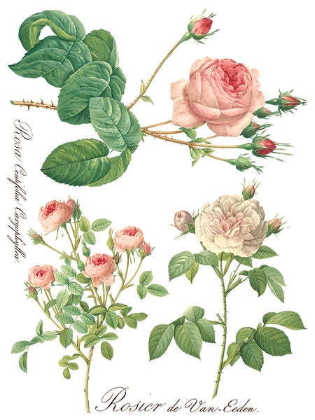 ROSE BOTANICAL IOD TRANSFER 12X16 PAD™