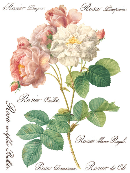 ROSE BOTANICAL IOD TRANSFER 12X16 PAD™