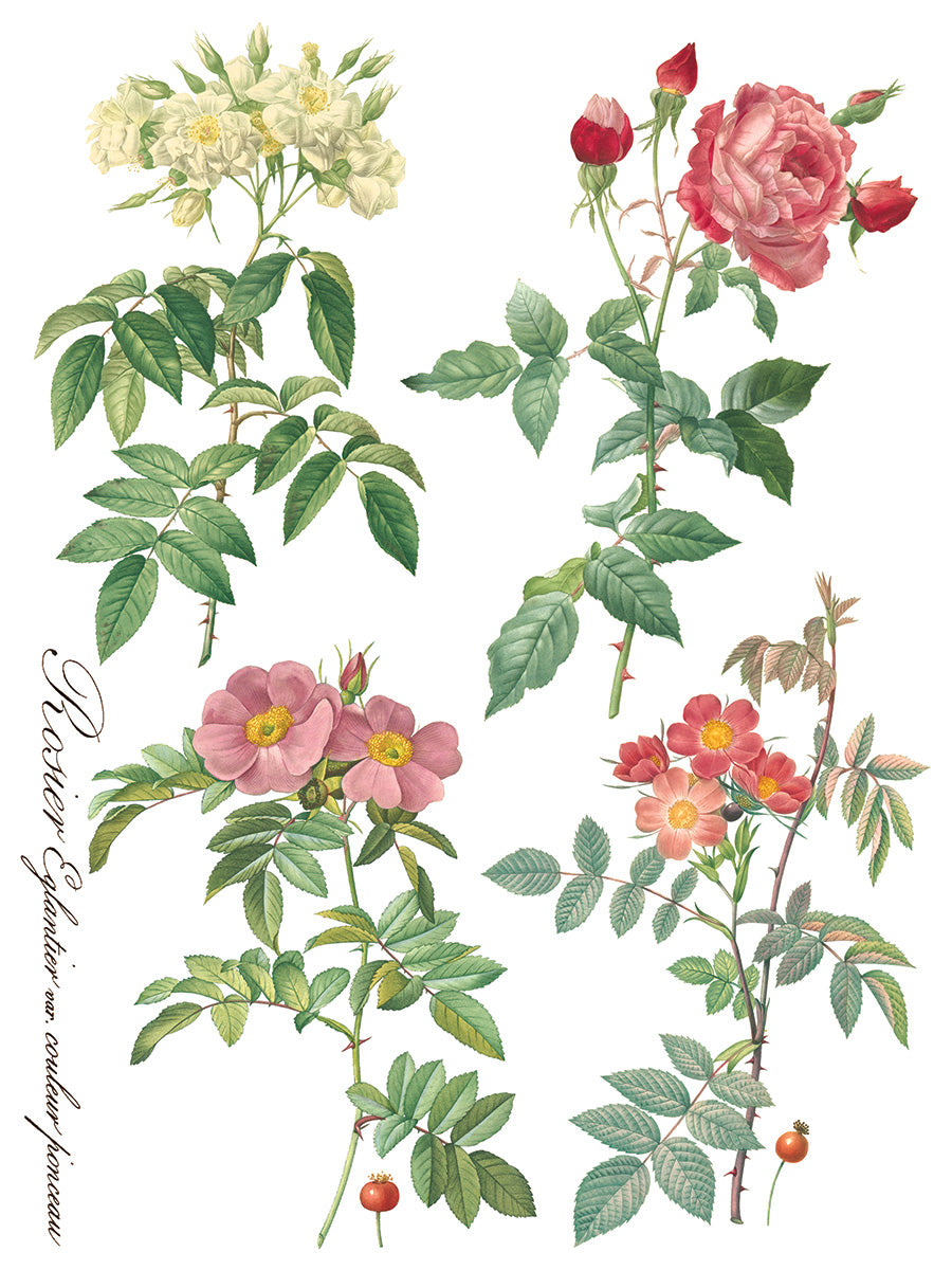 ROSE BOTANICAL IOD TRANSFER 12X16 PAD™