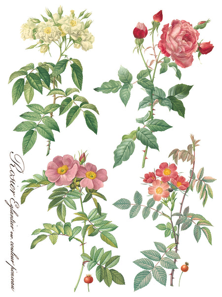 ROSE BOTANICAL IOD TRANSFER 12X16 PAD™
