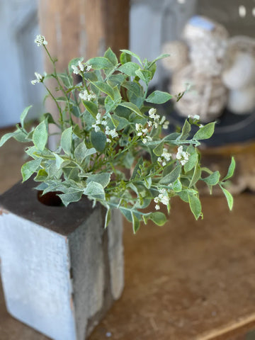 Happy Harmony Bush | 11" | Cream |