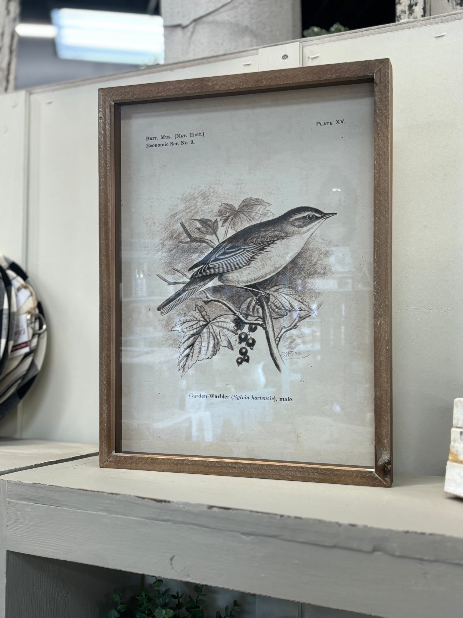 Framed Prints - Birds