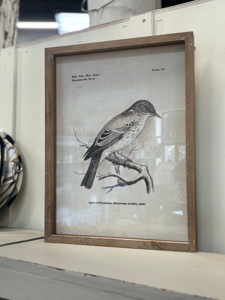 Framed Prints - Birds