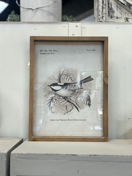 Framed Prints - Birds
