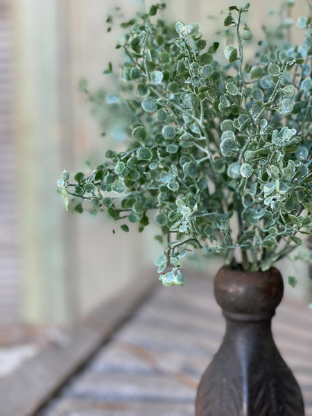 Shimmering Tremble Leaf Bush | 13" |