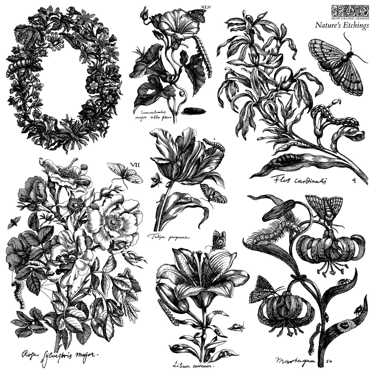 Nature’s Etchings IOD Stamp | 12” x 12”