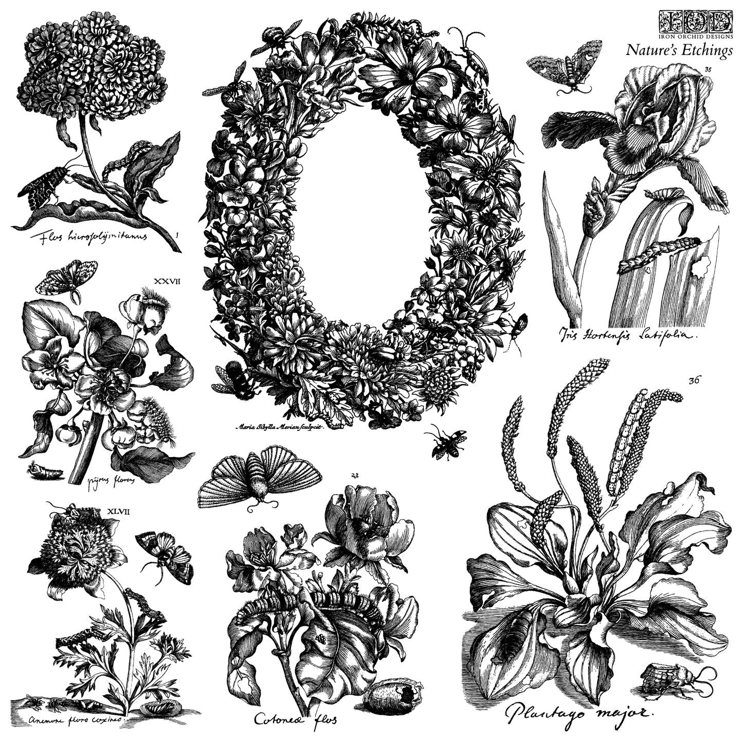 Nature’s Etchings IOD Stamp | 12” x 12”