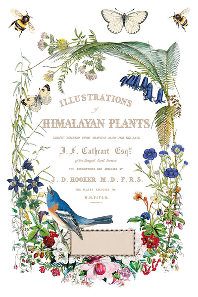 Flora Greca IOD Transfer 8x12 Pad™