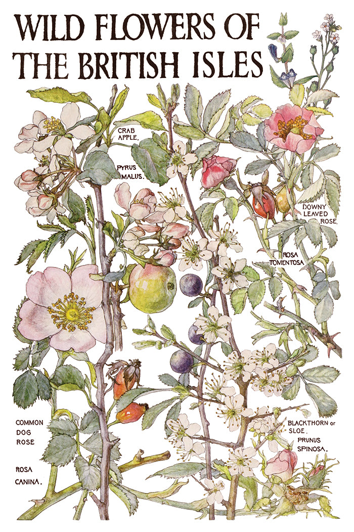 Primrose Isle IOD Transfer | 8 Pages | 8” x 12” |