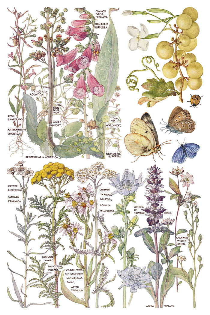 Primrose Isle IOD Transfer | 8 Pages | 8” x 12” |