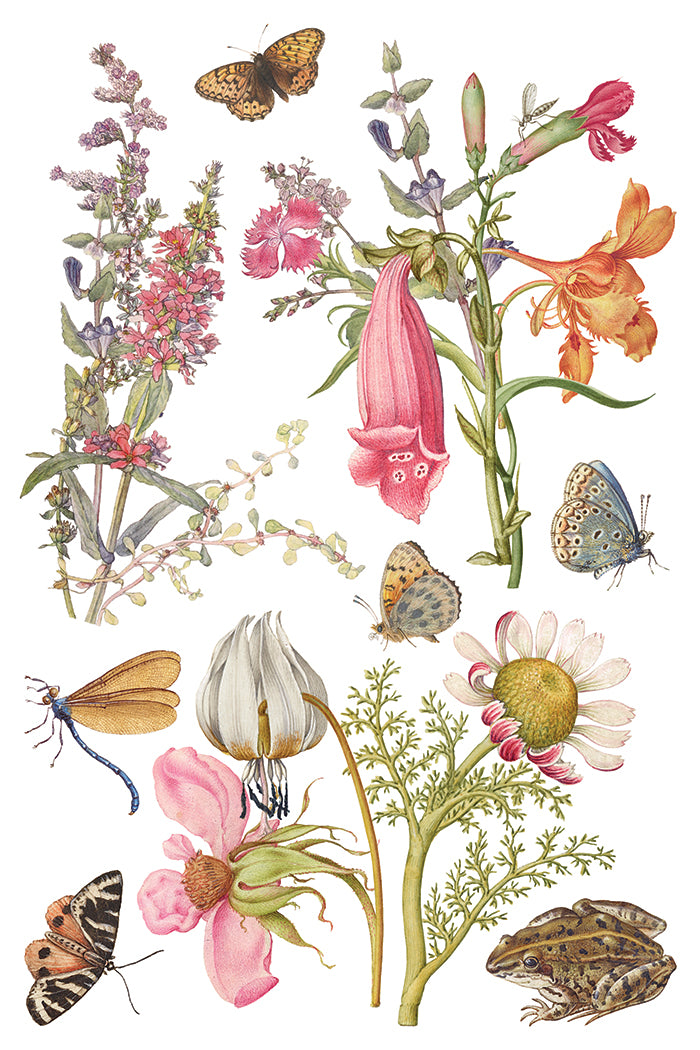 Primrose Isle IOD Transfer | 8 Pages | 8” x 12” |