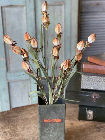 23" Lantern Buds | Ombre