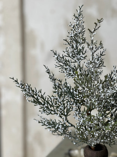 Constellation Juniper Pick | 16"