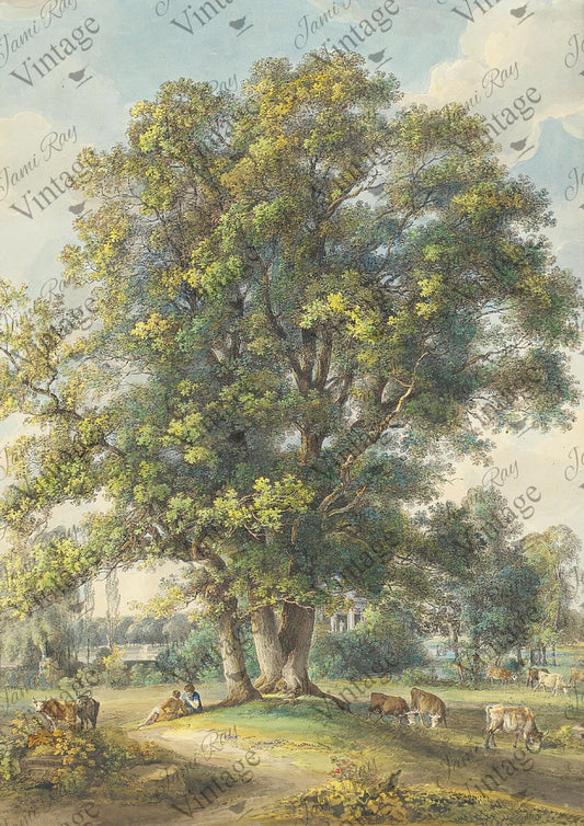 Cows Under A Tree| NEW JRV Rice Decoupage Paper |