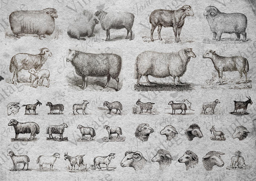 Sheep| NEW JRV Rice Decoupage Paper |