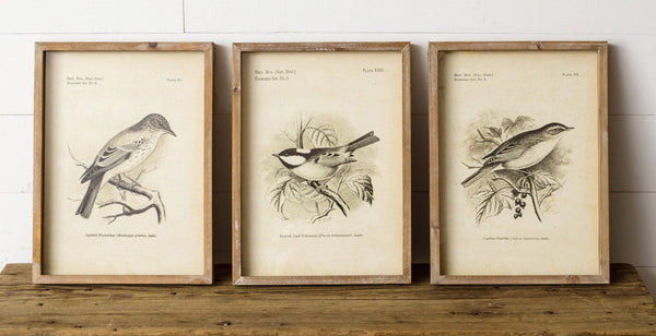 Framed Prints - Birds