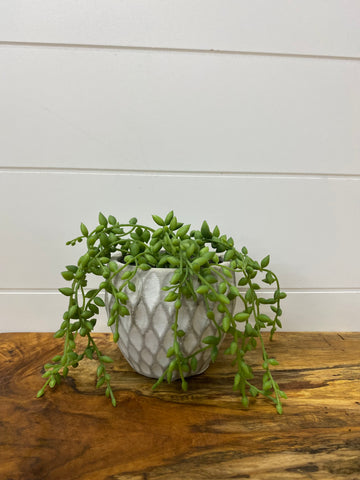 Potted Succulent