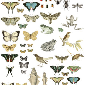 ENTOMOLOGY ETCETERA 12X16 DECOR TRANSFER™
